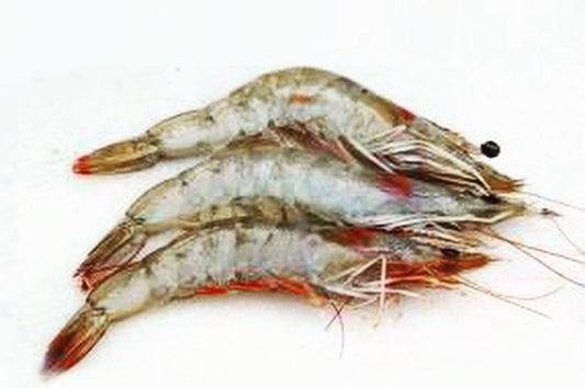 L Size King Prawn 大海蝦